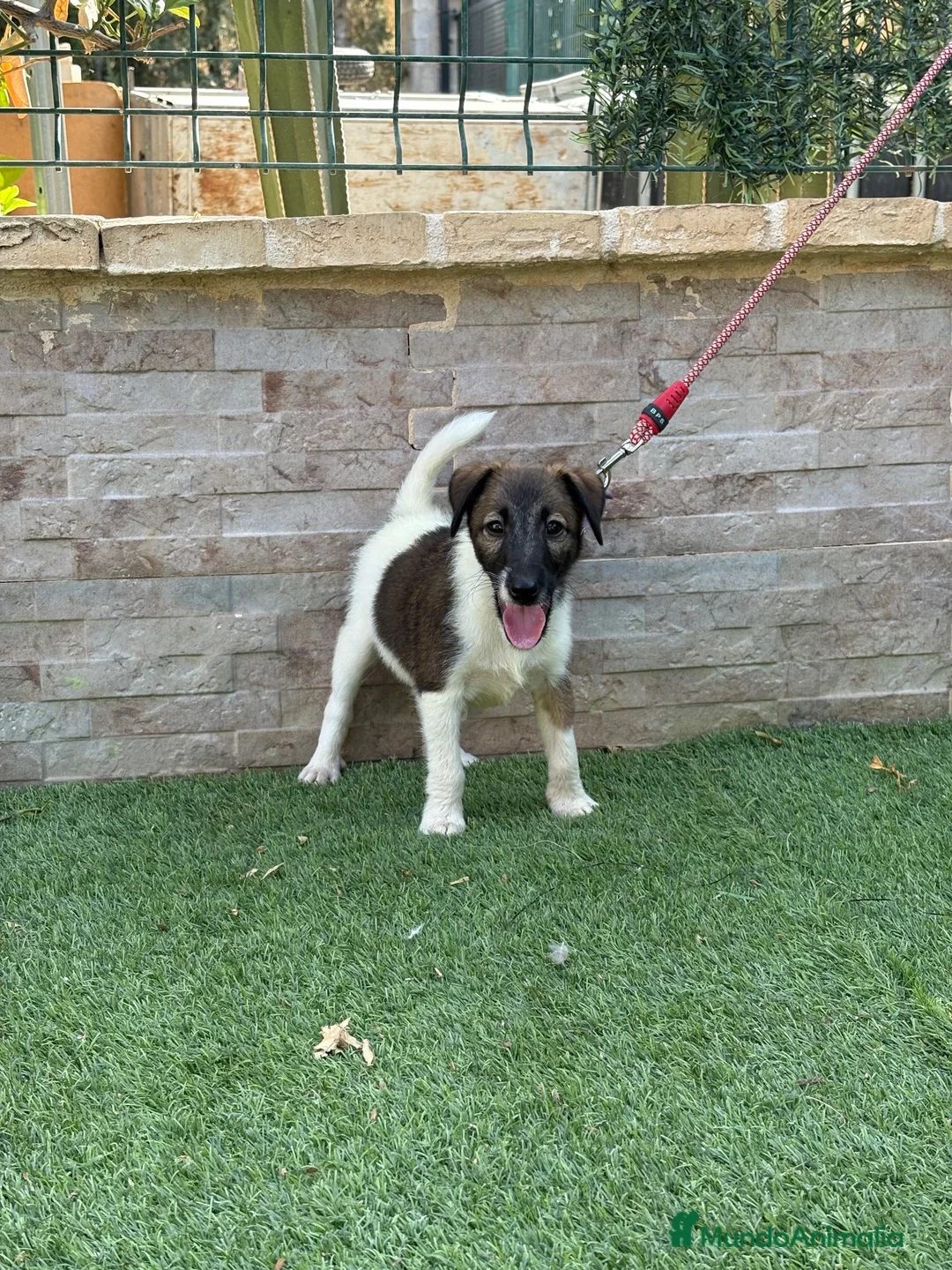 Fox Terrier de Pelo Liso perros en venta: Cachorra fox pelo liso - Anuncio 10
