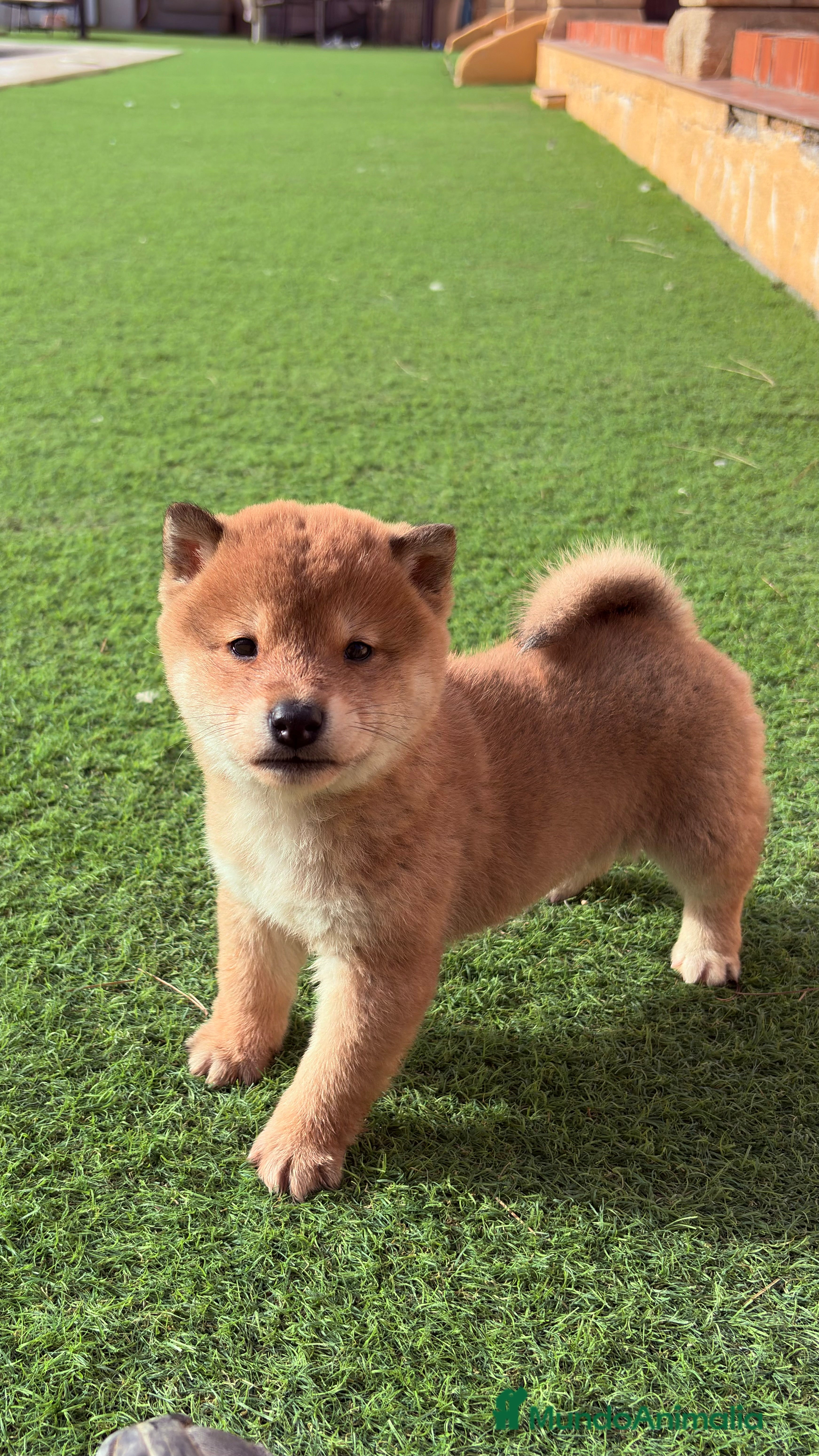 Shiba Inu perros Shiba Inu - Anuncio 13