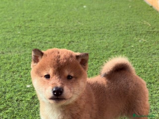 Shiba Inu perros Shiba Inu - Anuncio 1