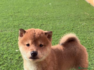 Shiba Inu perros Shiba Inu - Anuncio 4