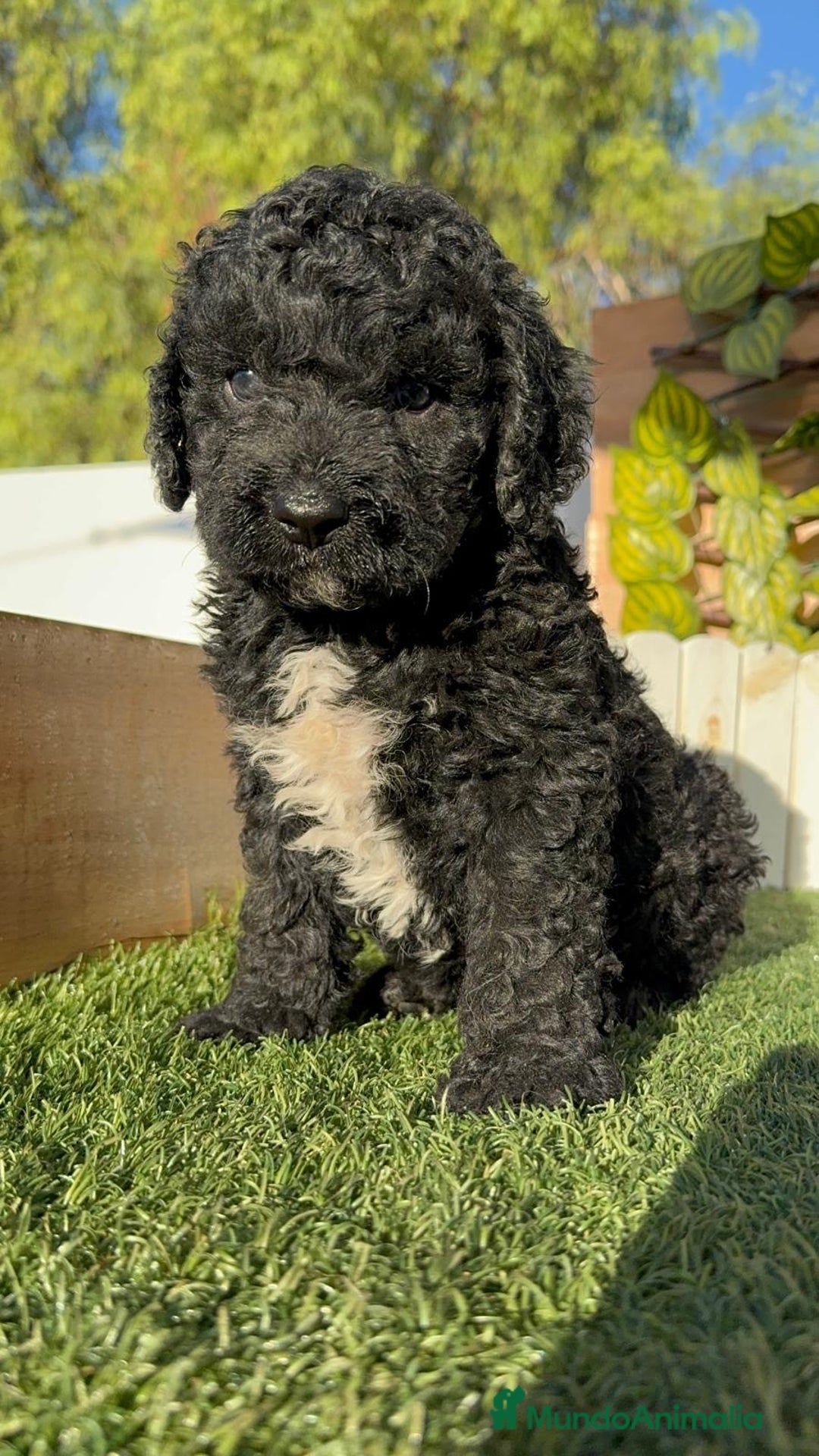 Perro de Agua Español perros en venta: PERRO DE AGUA ESPAÑOL - Imagen 11