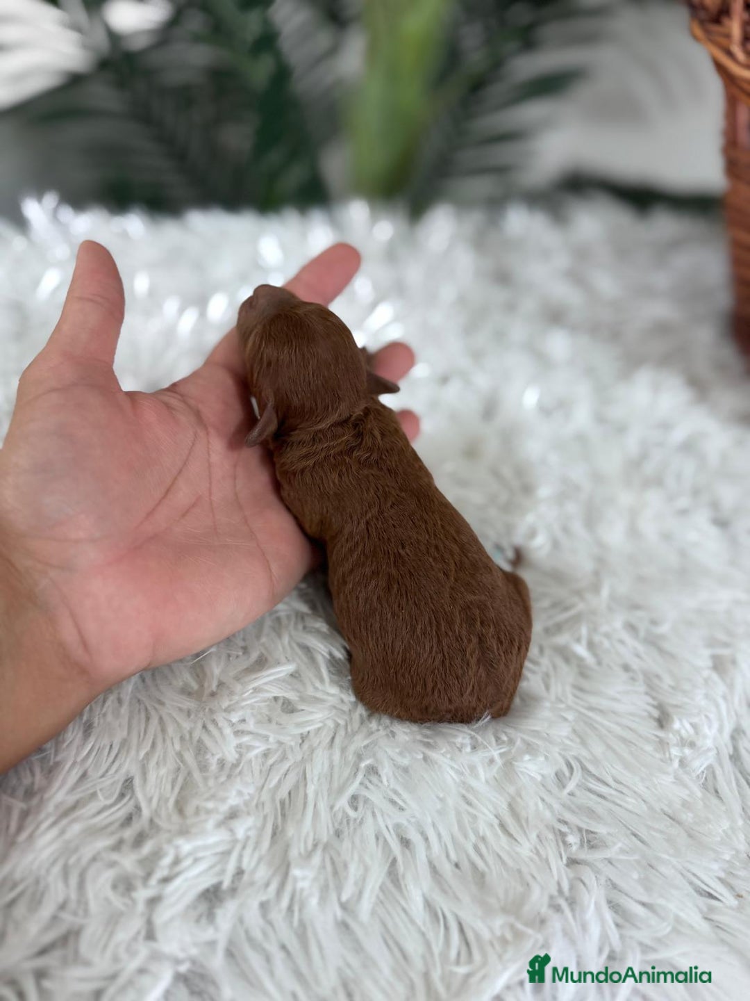 Caniche Toy perros en venta: CANICHE TOY ROJO PIMENTON MACHO - Imagen 5