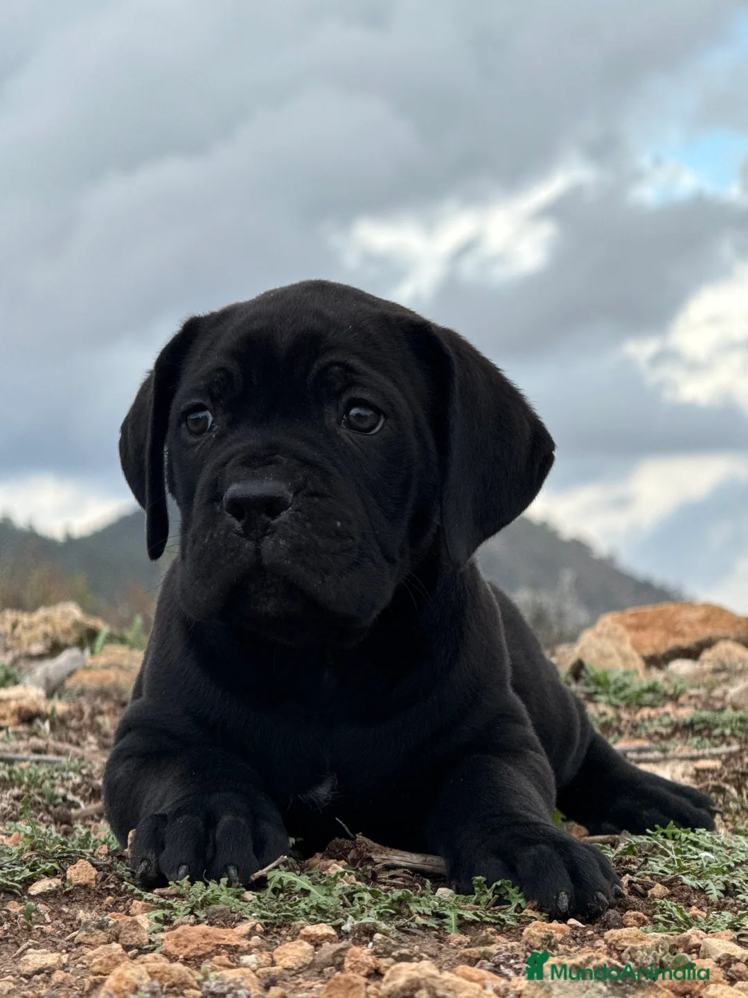 Cane Corso perros en venta: Cachorros de Cane Corso  - Anuncio 2