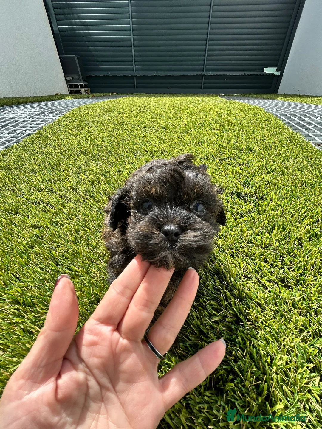 Maltipoo perros en venta: Maltipoo mini  - Anuncio 2