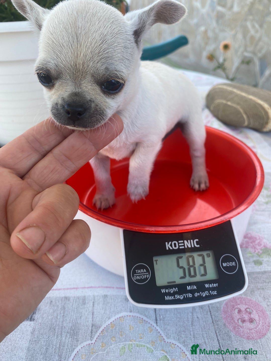 Chihuahua perros en venta: ÚLTIMOS 3 MACHOS - Imagen 16