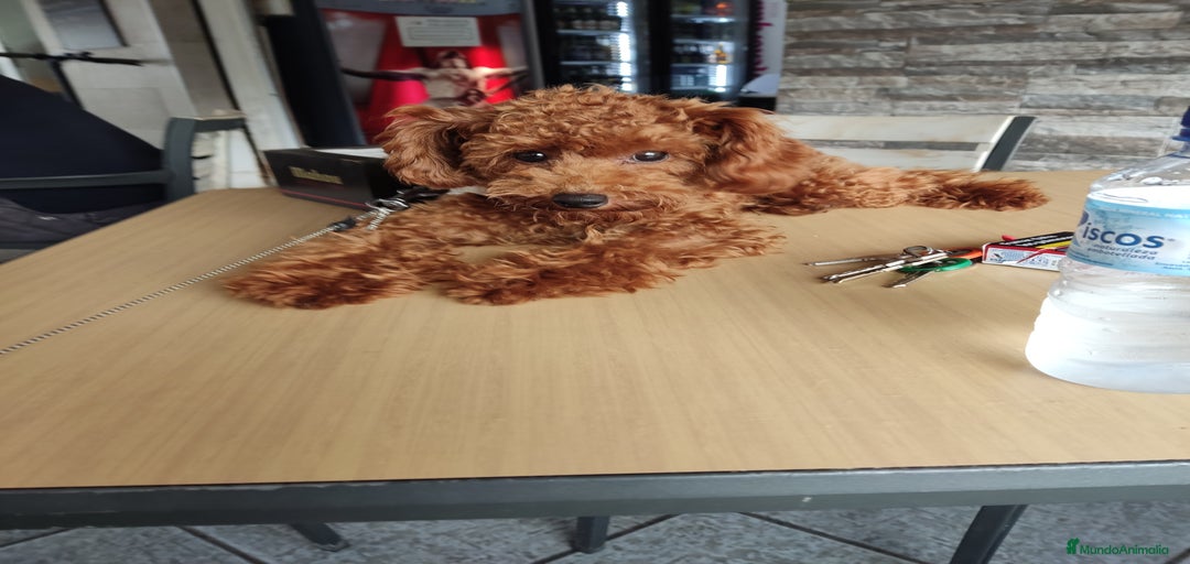 Imagen de galería {{count}}