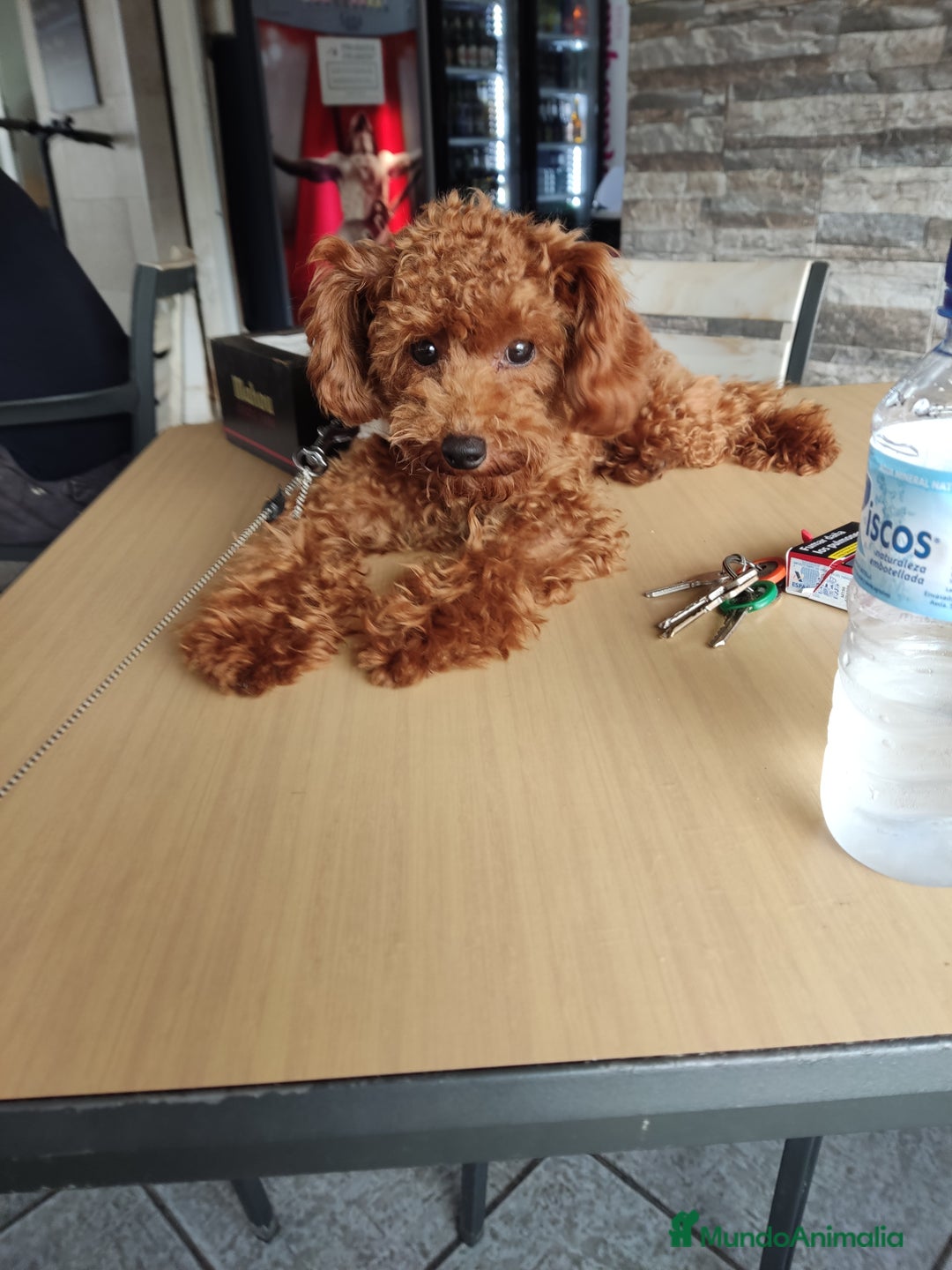 Imagen de galería {{count}}