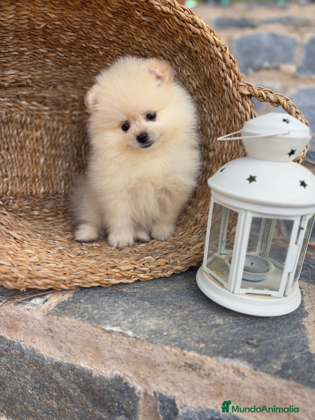 Pomerania perros en venta: Pomerania de caramelo para entregar !! - Imagen 3