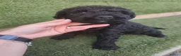 Perro de Agua Español perros en venta: Ultimo Cachorro 🖤 en Madrid - Anuncio 7