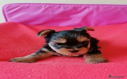Yorkshire Terrier perros en venta: Yorsai Terry - Imagen 3