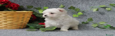 Bichón Maltés 1