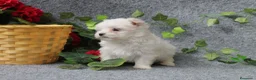 Bichón Maltés perros en venta:  PRECIOSOS CACHORRITO DE BICHON MALTES   - Anuncio 3
