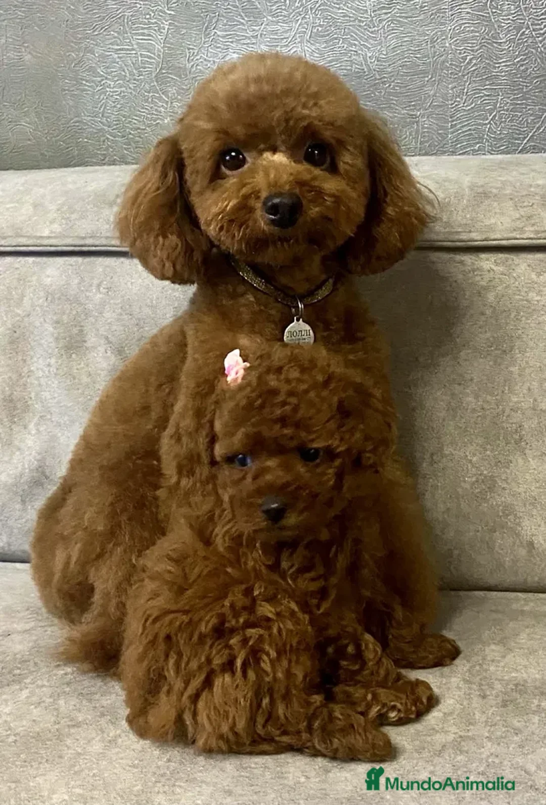 Caniche Toy perros en venta: caniche rojos de alta calidad  en Asturias - Anuncio 2