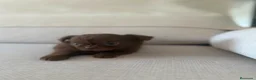 Chihuahua perros en venta: Chihuahua hembra pelo largo chocolate  - Anuncio 10