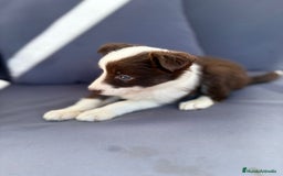 Border Collie perros en venta: Border collie chocolate  - Imagen 5