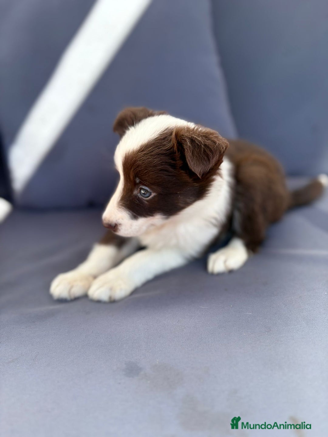 Border Collie perros en venta: Border collie chocolate  - Imagen 5
