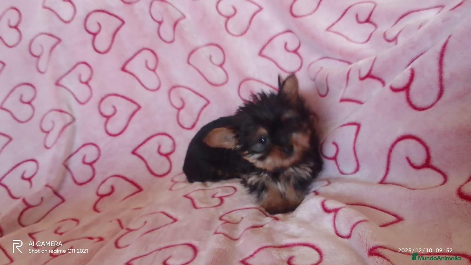 Yorkshire Terrier perros Yorshire toy  - Anuncio 2