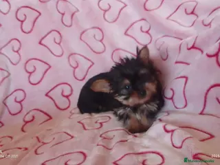 Yorkshire Terrier perros Yorshire toy - Anuncio 2