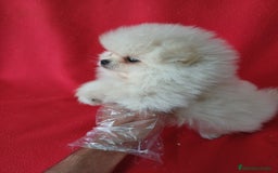 Pomerania perros en venta: Pomerania Mini  - Imagen 2