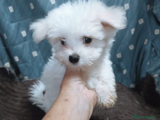 Bichón Maltés perros MACHITO CHIQUITIN DE BICHÓN MALTÉS - Anuncio 4