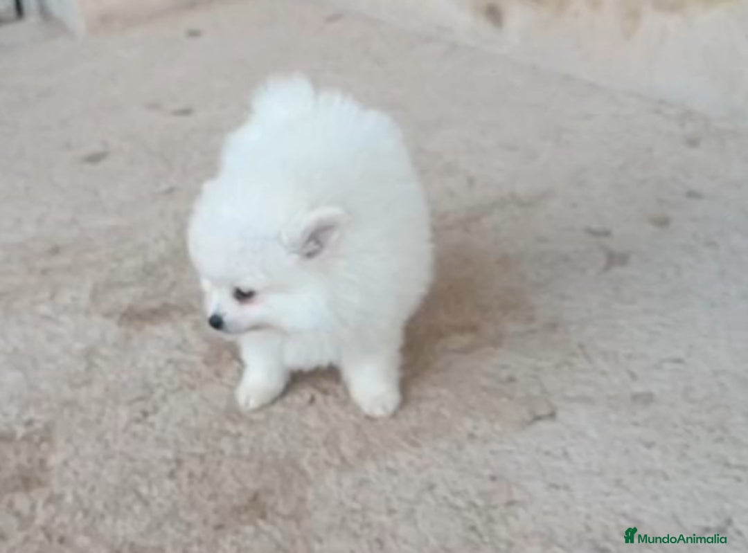Pomerania perros en venta: POMERANIA MACHO Y HEMBRA - Anuncio 4
