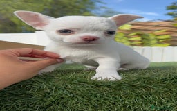 Chihuahua perros en venta: CHIHUAHUA HEMBRA - Imagen 8