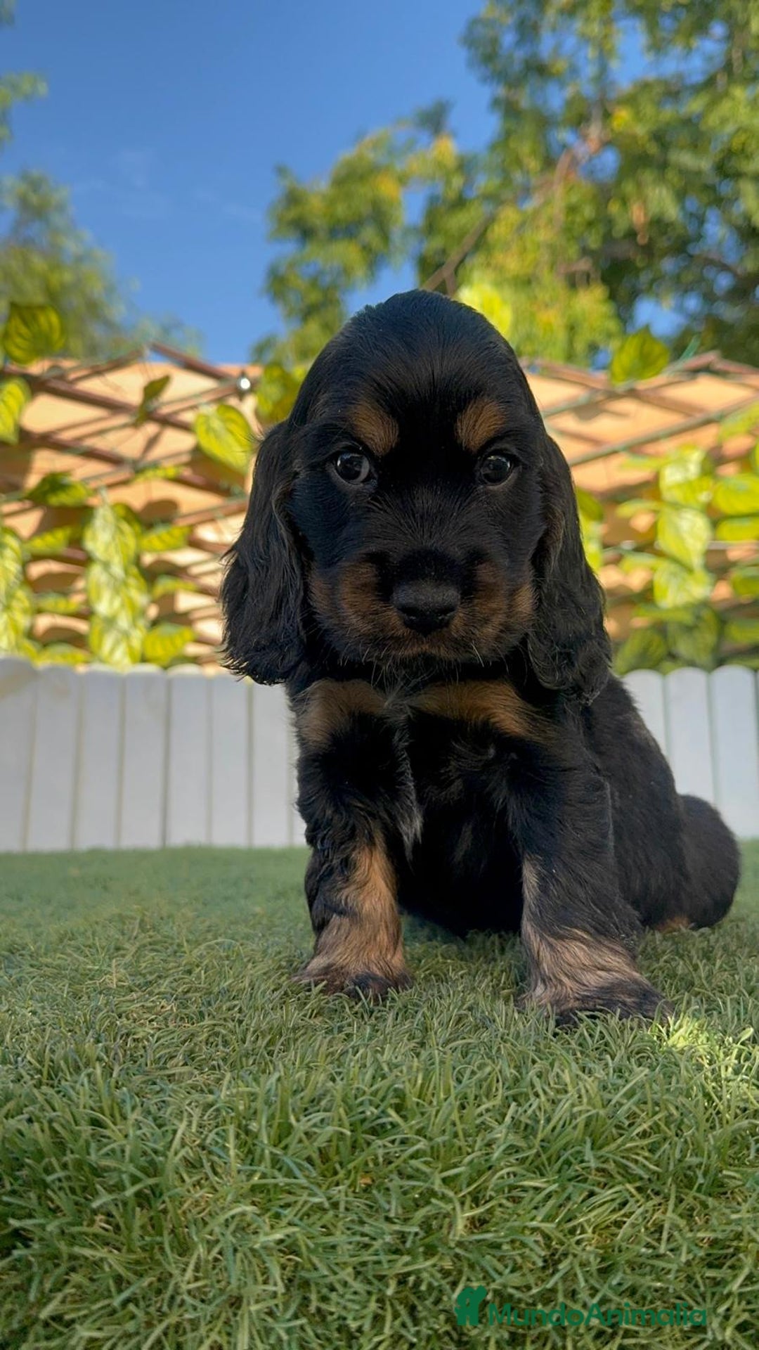 Cocker Spaniel Inglés perros en venta: COCKER SPANIEL INGLES - Imagen 9