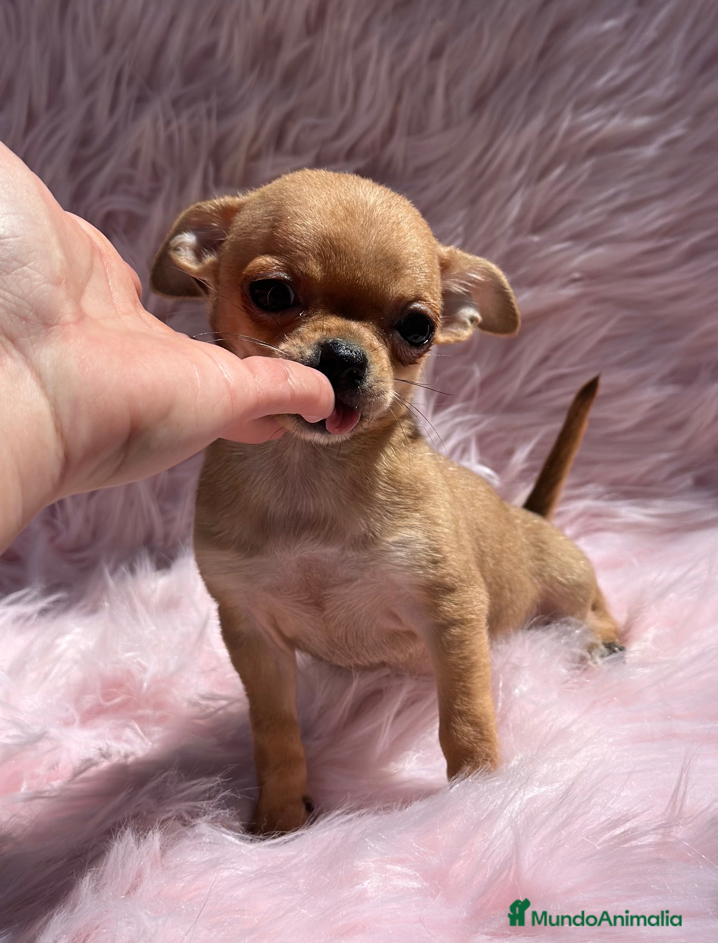 Chihuahua perros CHIHUAHUA TOY HEMBRA DISPONIBLE en Barcelona - Anuncio 2