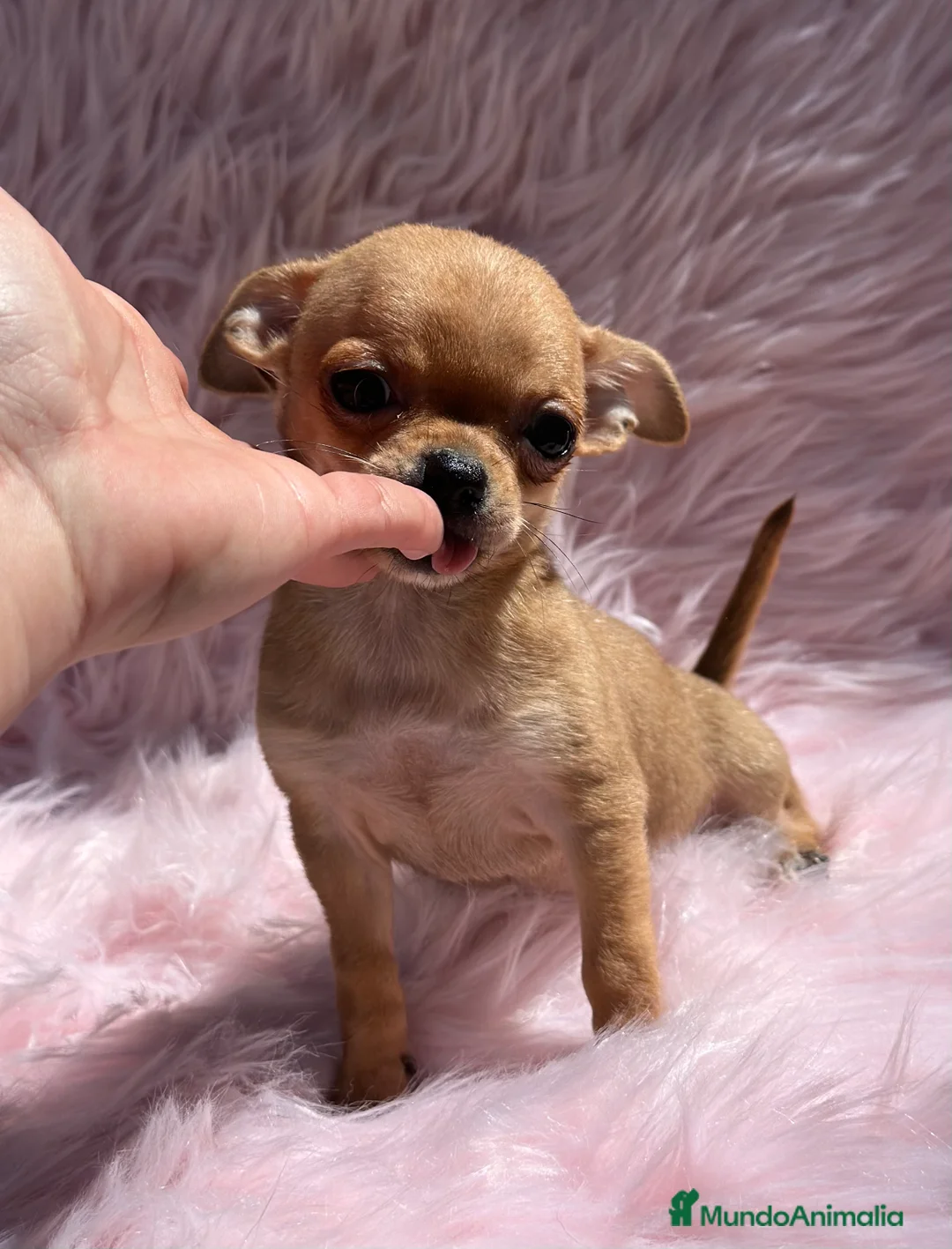 Chihuahua perros en venta: CHIHUAHUA TOY HEMBRA DISPONIBLE en Barcelona - Anuncio 2