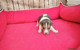 Jack Russell Terrier perros en venta: Jack Russell  - Imagen 2