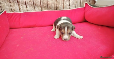 Jack Russell Terrier perros - Anuncio 10