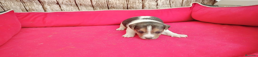 Jack Russell Terrier Cachorro 1