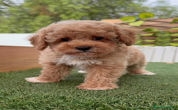 Caniche Toy perros - Anuncio 4