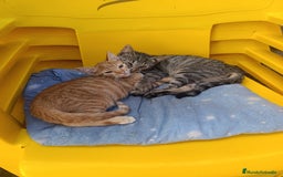 Otras razas gatos en adopcion: CACHORROS EN ADOPCION - Imagen 1