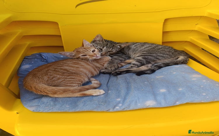 Otras razas gatos - Anuncio 1