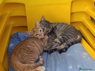 Otras razas gatos - Anuncio 23