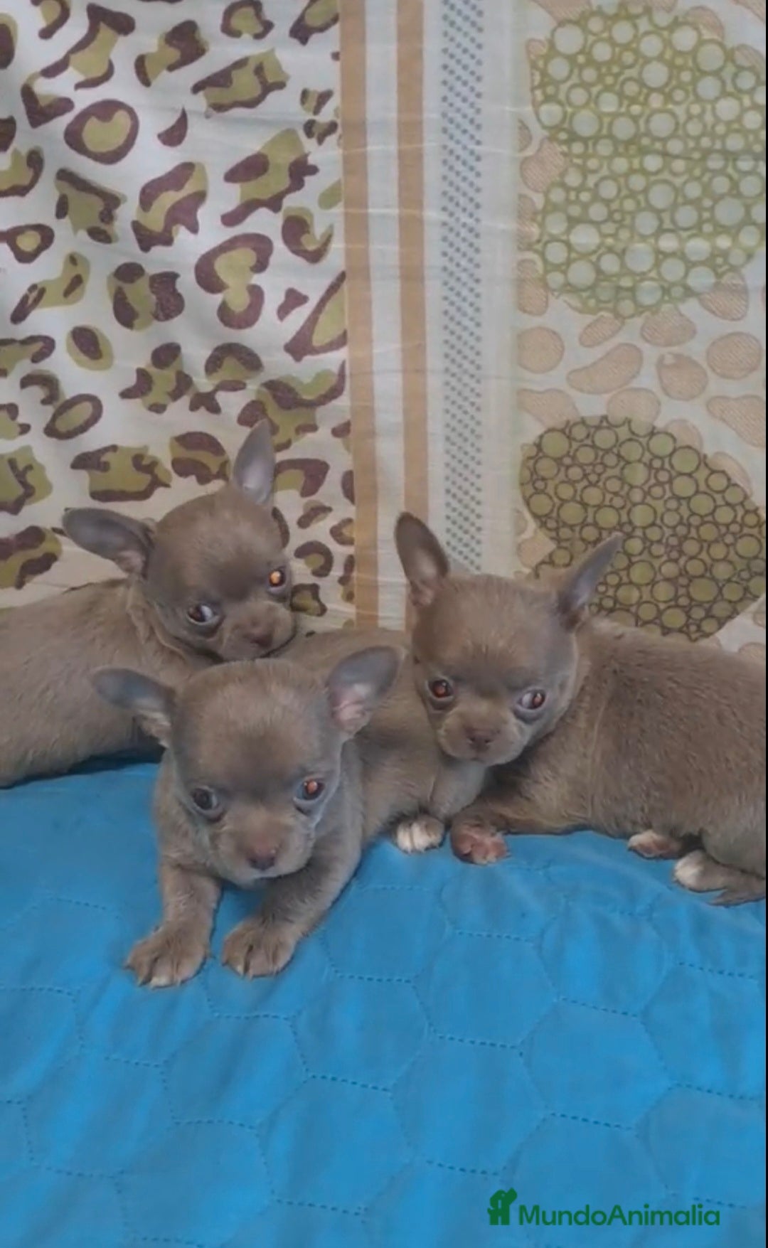 Chihuahua perros en venta: CHIHUAHUA LINEA RUSA LILAC - Imagen 2