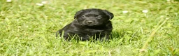 Labrador Retriever perros en venta: Cachorros de Labrador Retriever Negros - Anuncio 14