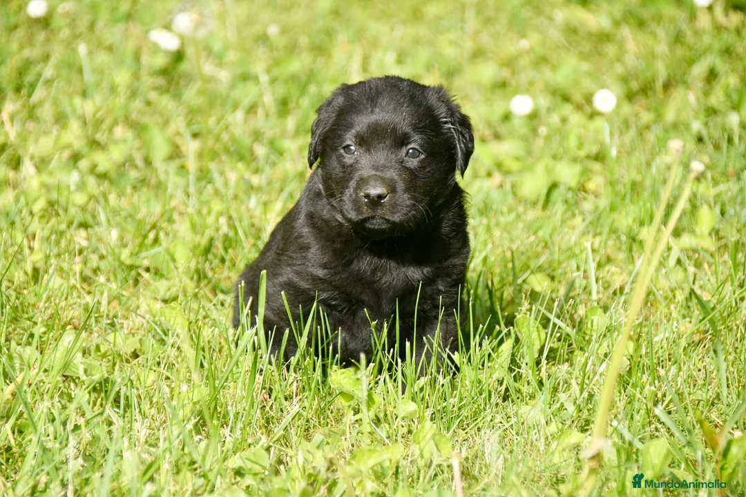 Labrador Retriever perros en venta: Cachorros de Labrador Retriever Negros - Anuncio 2