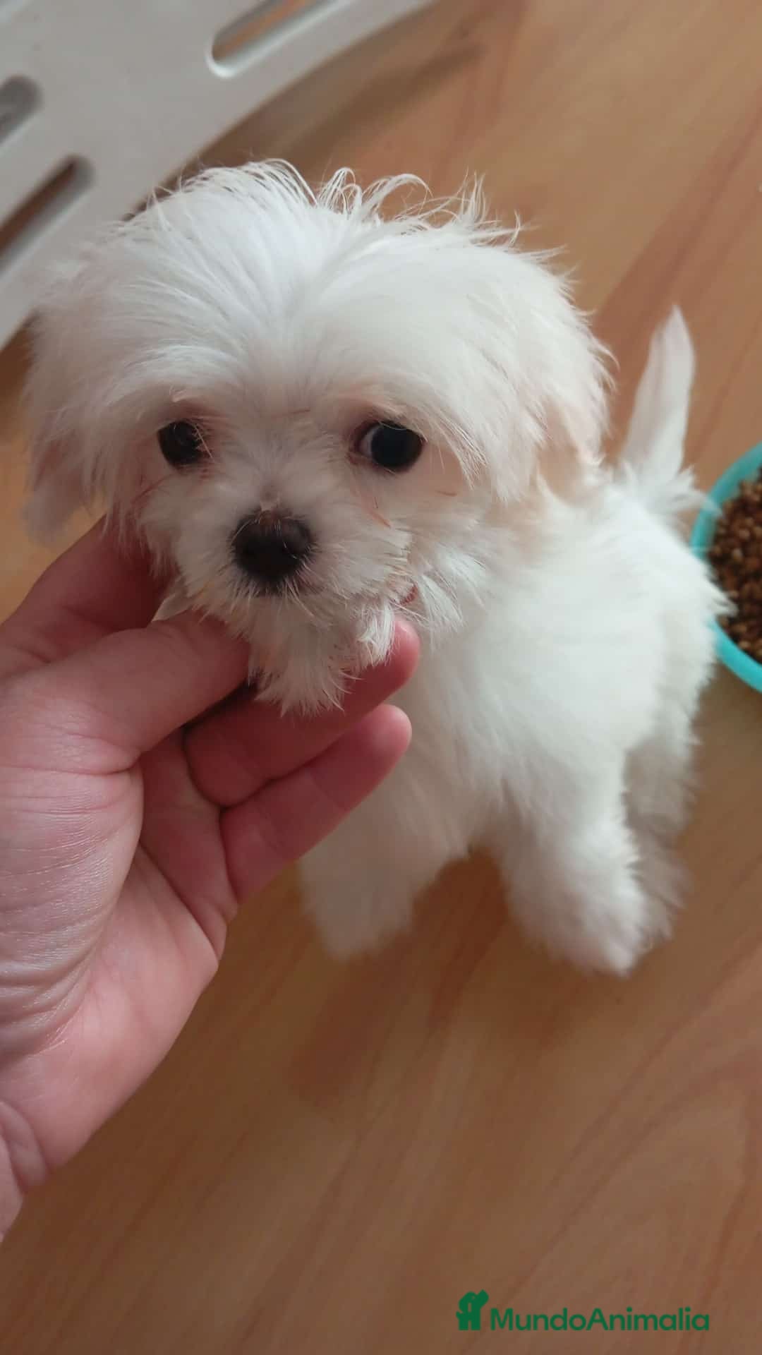 Bichón Maltés perros en venta: Hermosos Bichón maltés  - Imagen 3