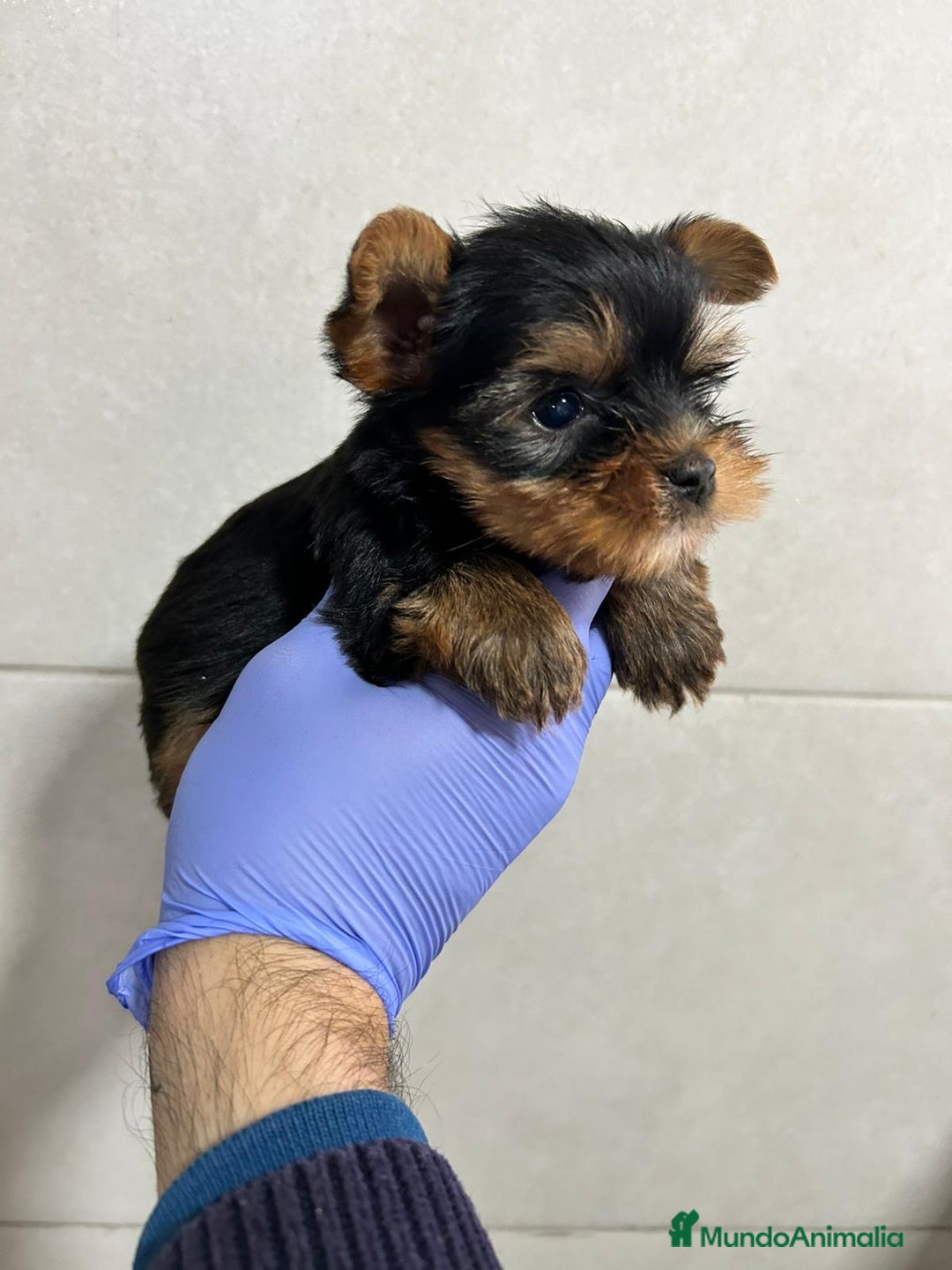 Yorkshire Terrier perros en venta: Yorkshire del Valle pequeños  - Anuncio 1