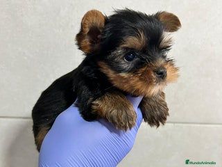 Yorkshire Terrier perros Yorkshire del Valle pequeños - Anuncio 3