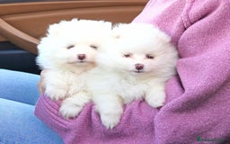 Pomerania perros en venta: Cachorros pomerania blancos - Anuncio 1