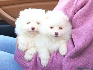 Pomerania perros Cachorros pomerania blancos - Anuncio 1