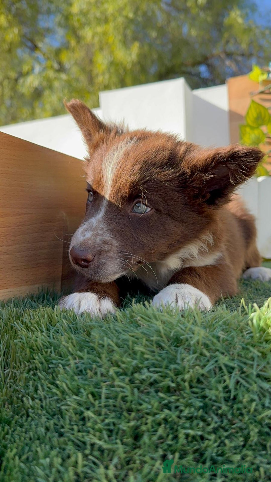 Border Collie perros en venta: BORDER COLLIE MACHO - Anuncio 13