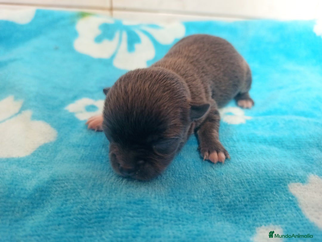 Chihuahua perros en venta: CJIHUAHUAS - Anuncio 5