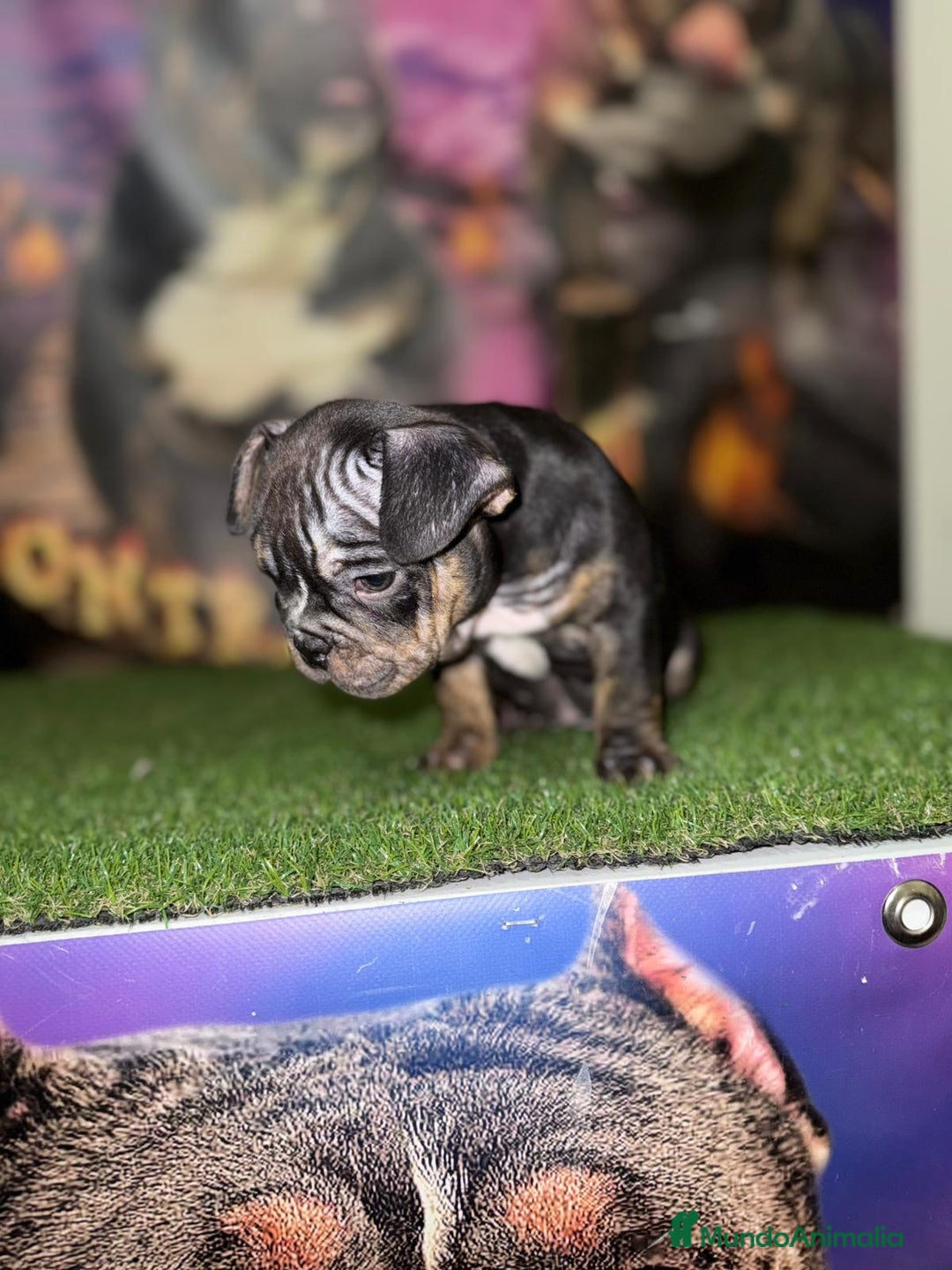 American Bully perros en venta: Hembra American Bully disponible  - Anuncio 3