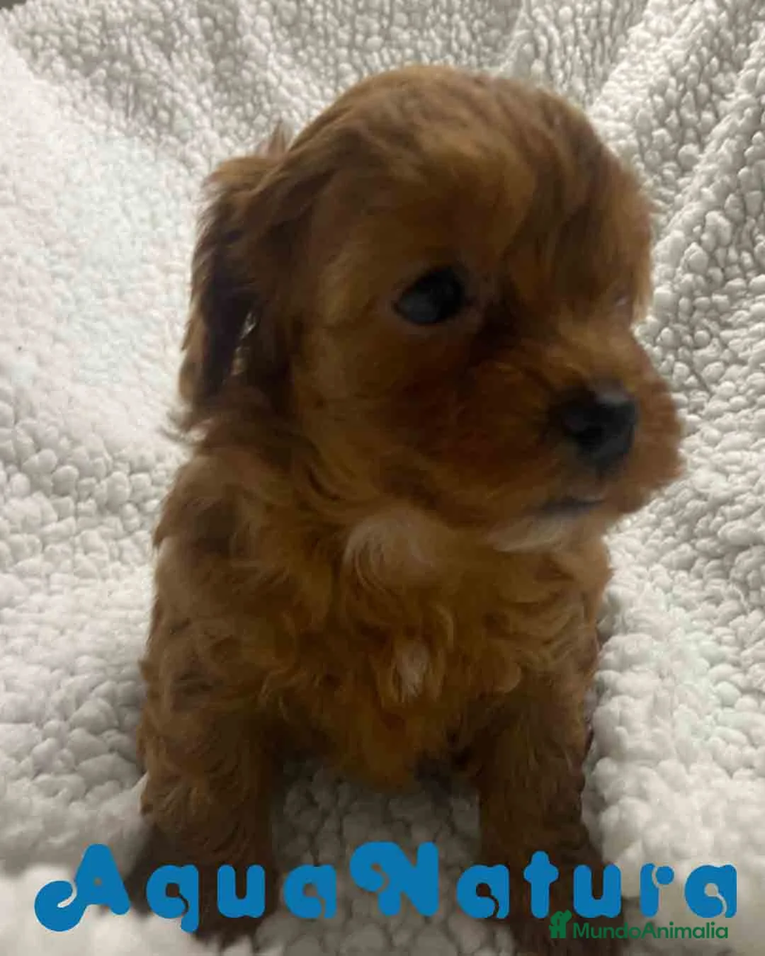 Havapoo perros en venta:  Havapoo Hembra 3 de Haya y Can AQUANATURA - Anuncio 7