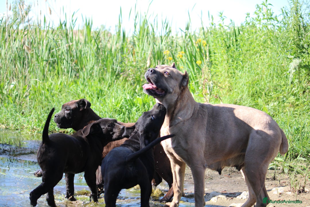 Cane Corso perros en venta: Cachorros Cane Corso disponibles en Segovia  - Imagen 14