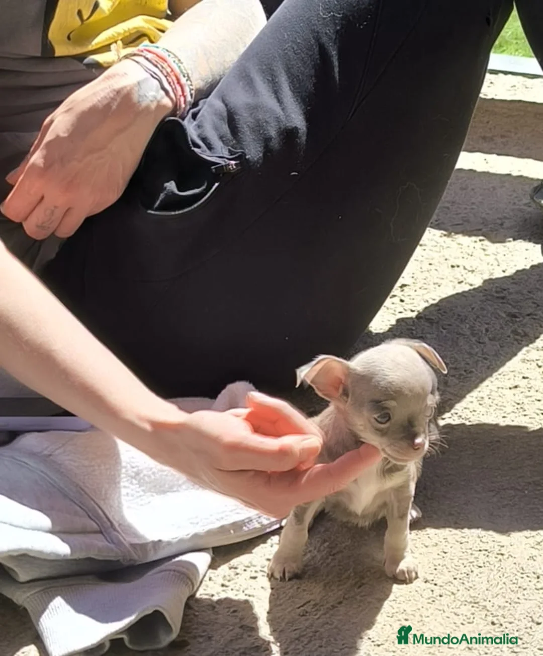 Chihuahua perros en venta: Chihuahua hembra Toy lilac - Anuncio 3